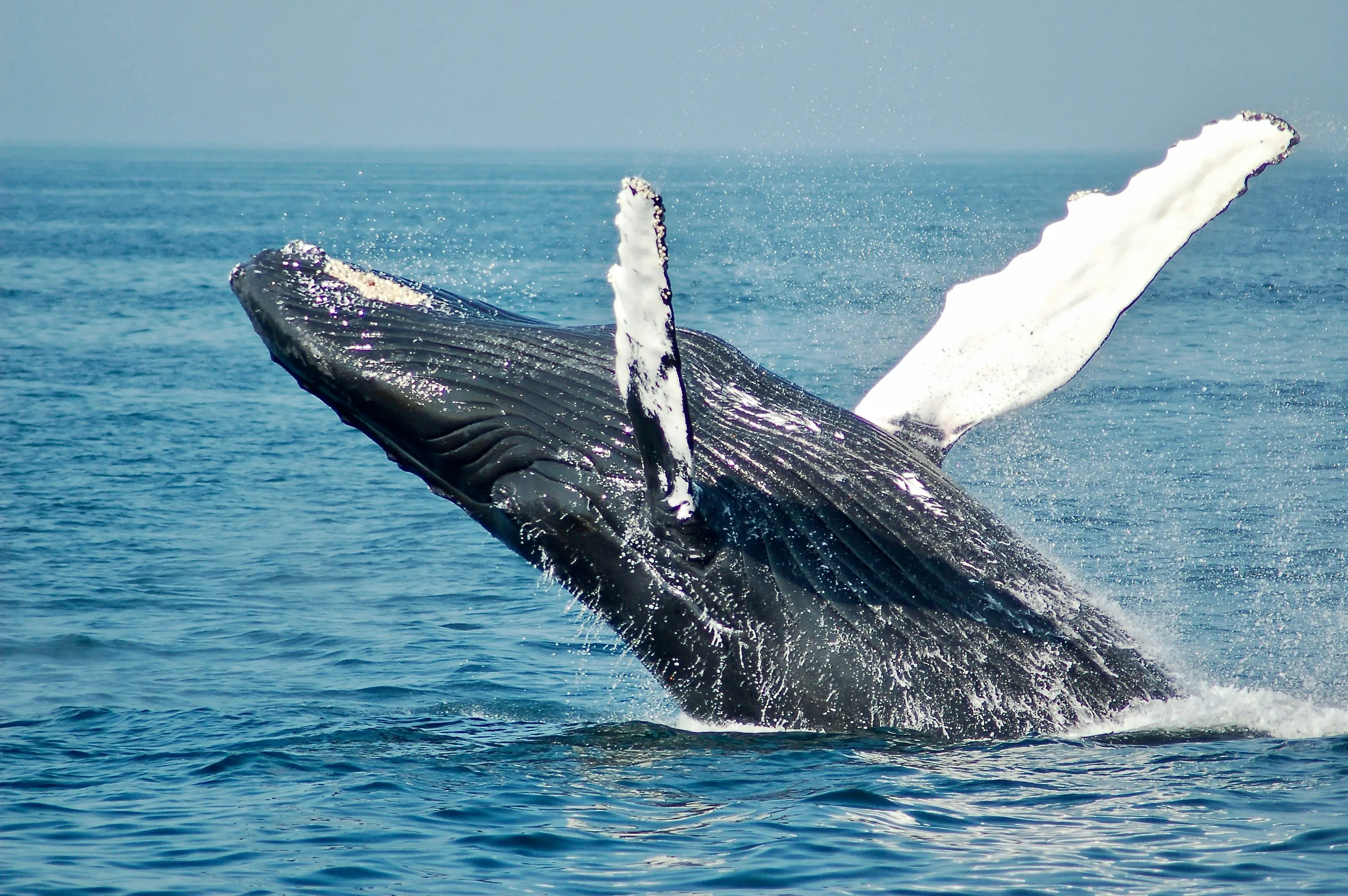 Whale Watching in Mirissa: A Complete First-Timer's Guide