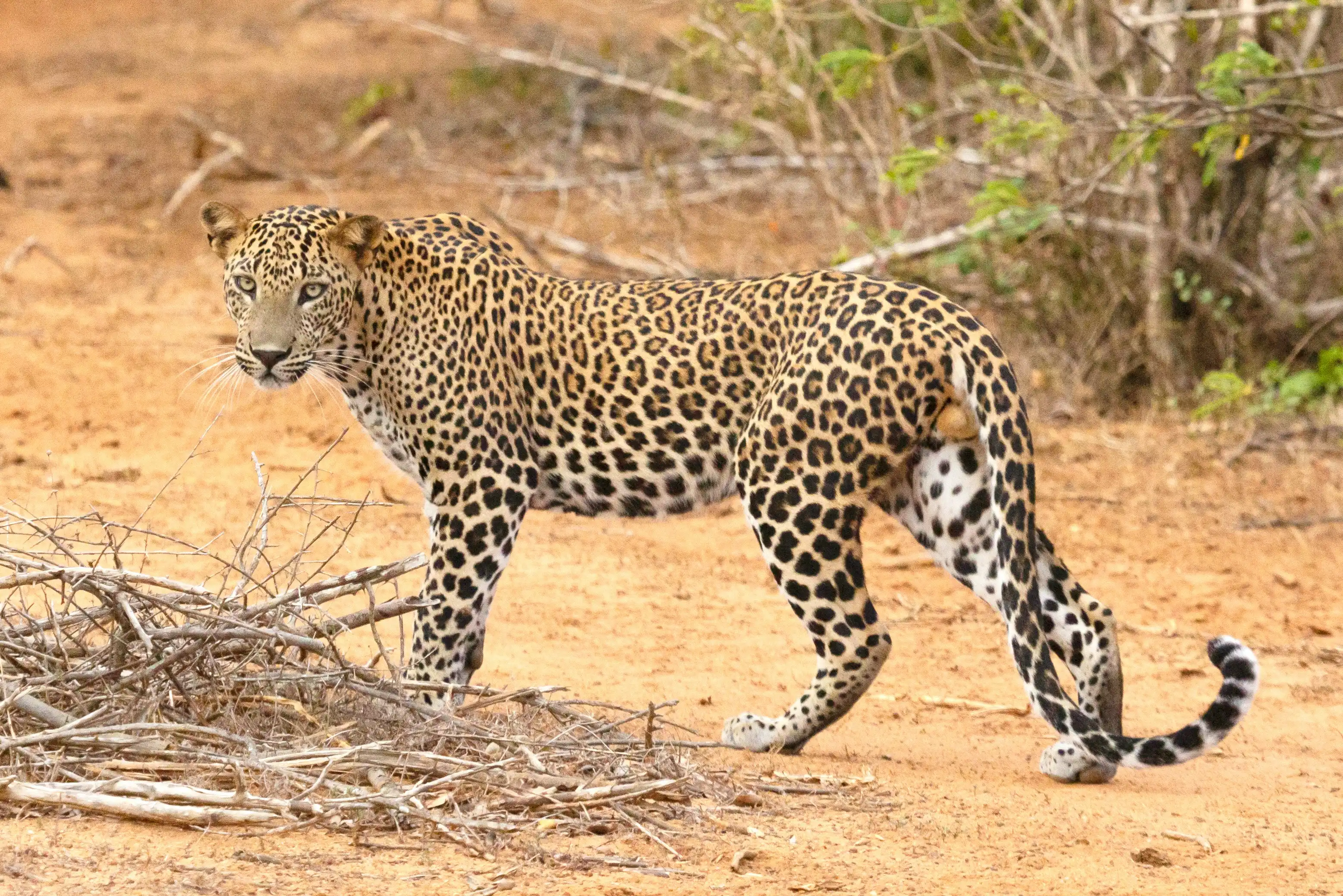 Yala National Park Safari: Tips for Spotting the Elusive Leopard