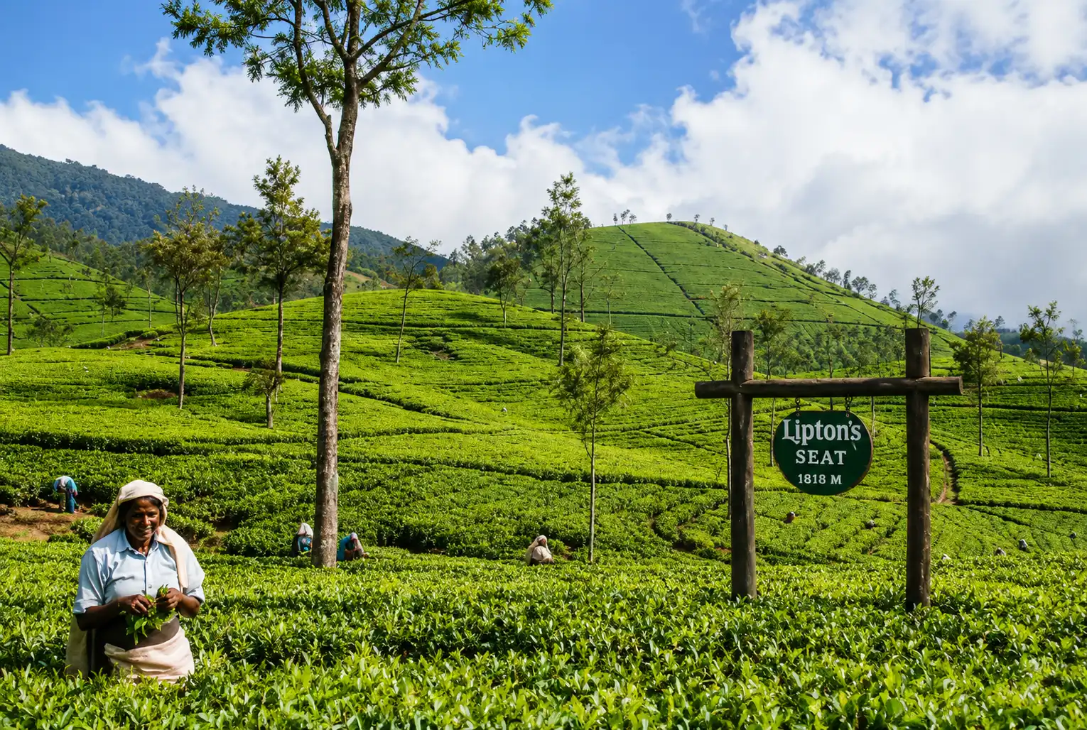 Lipton's Seat Tour Sri Lanka - Tea Estate - photo 2