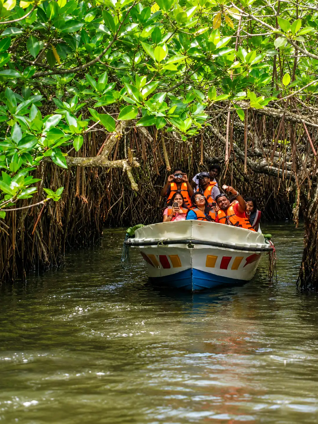Madu River Boat Safari Sri Lanka - Mangroves