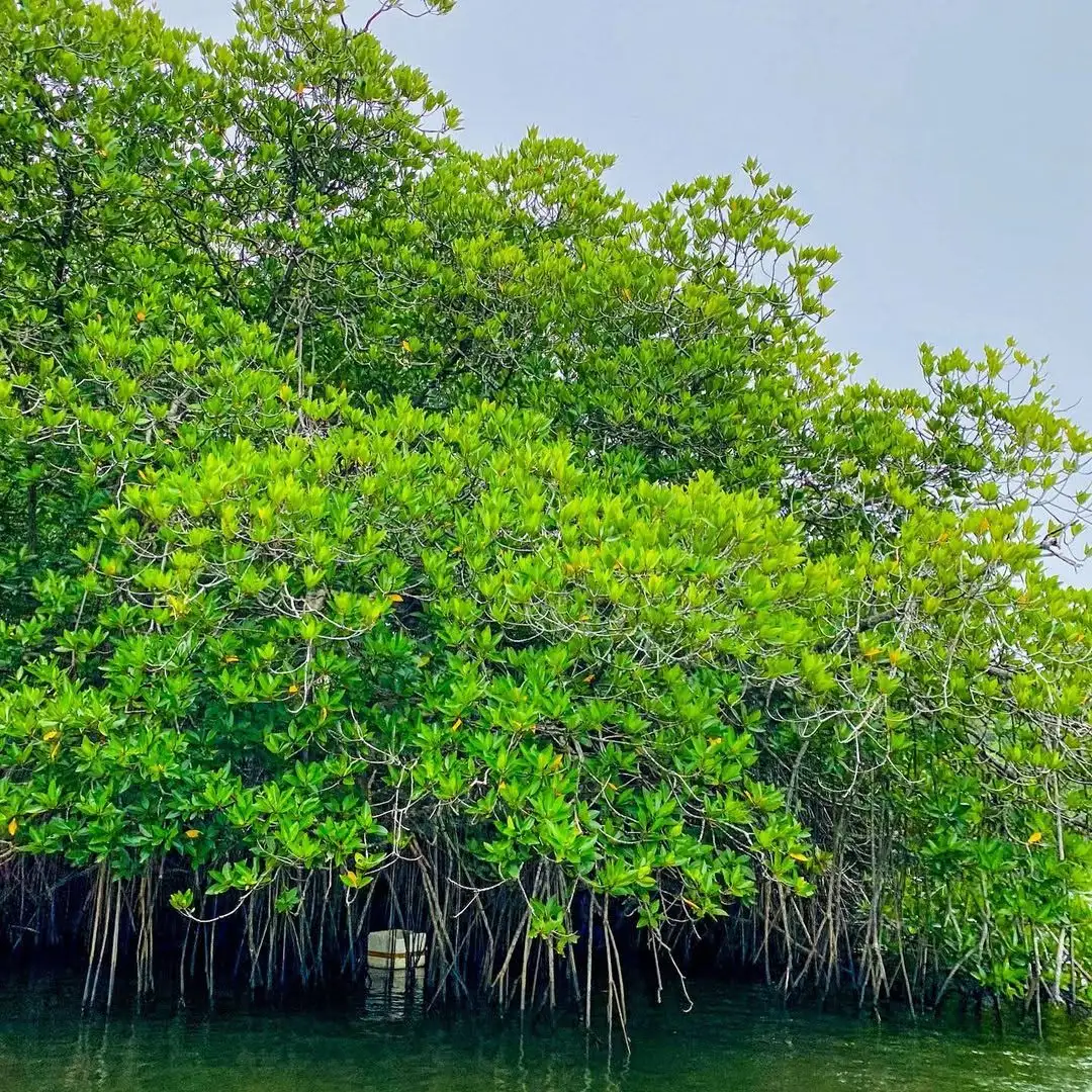 Madu River Boat Safari Sri Lanka - Mangroves - photo 2