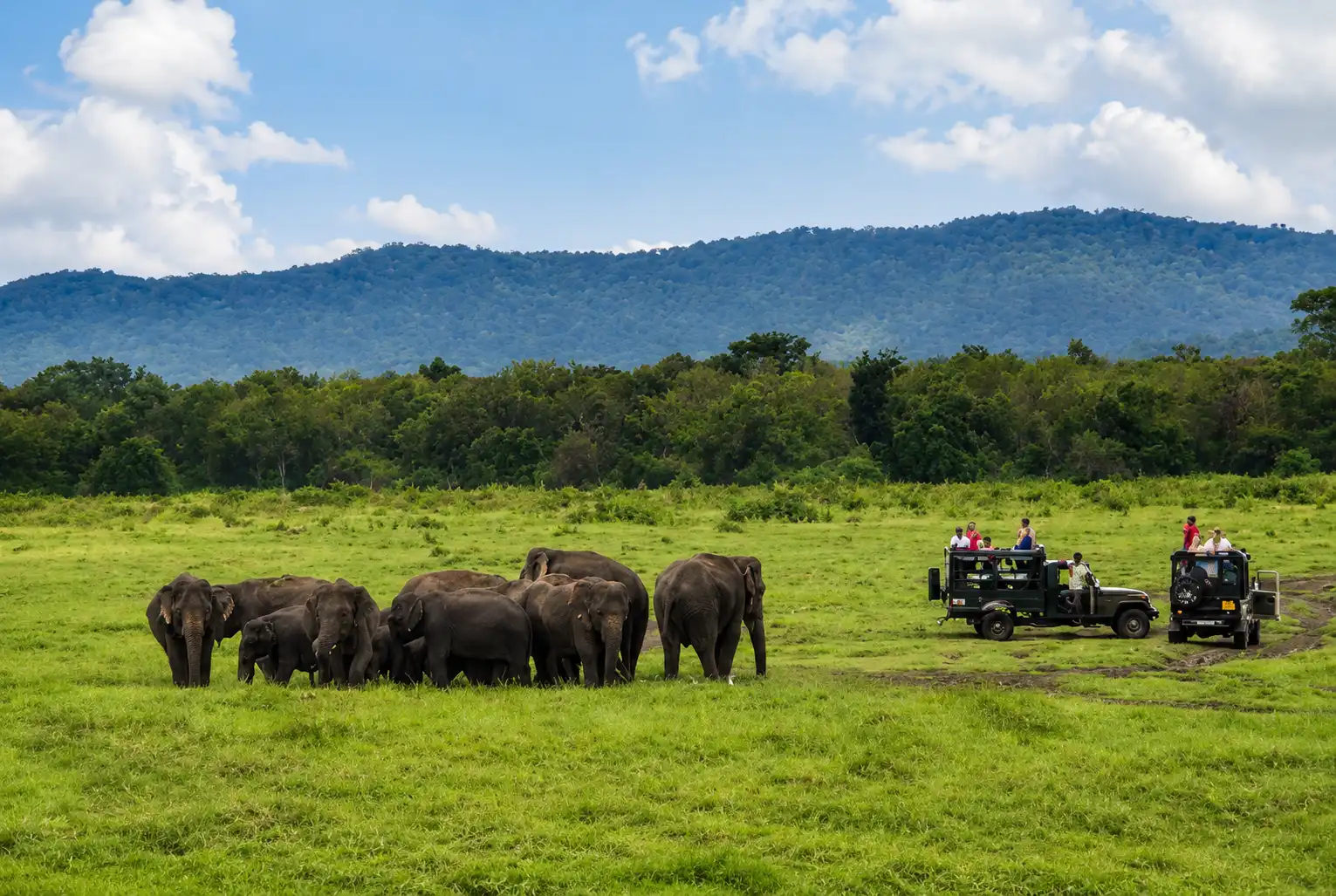 Minneriya Elephant Gathering Safari Sri Lanka - photo 2