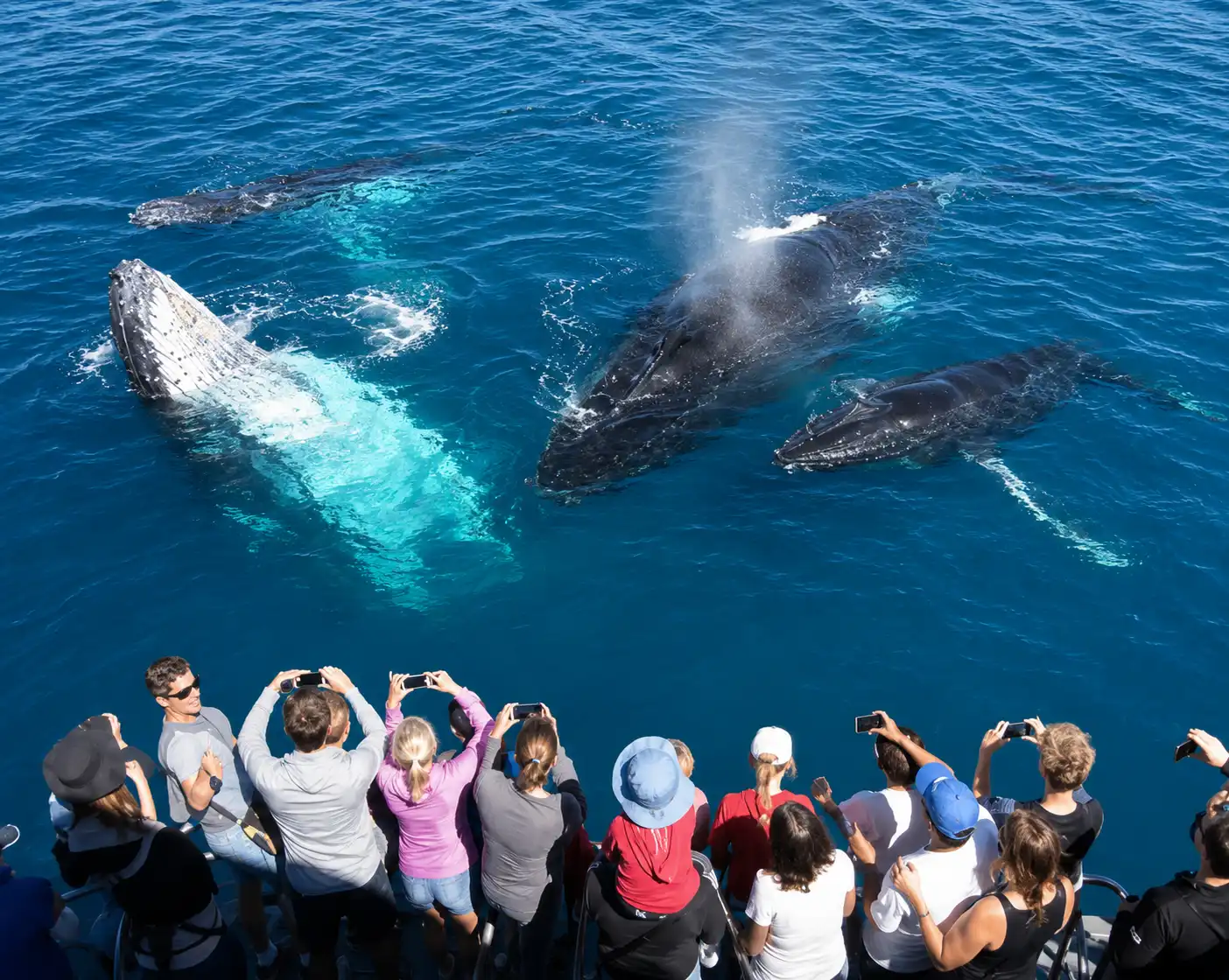 Mirissa Whale Watching Sri Lanka - Blue Whales