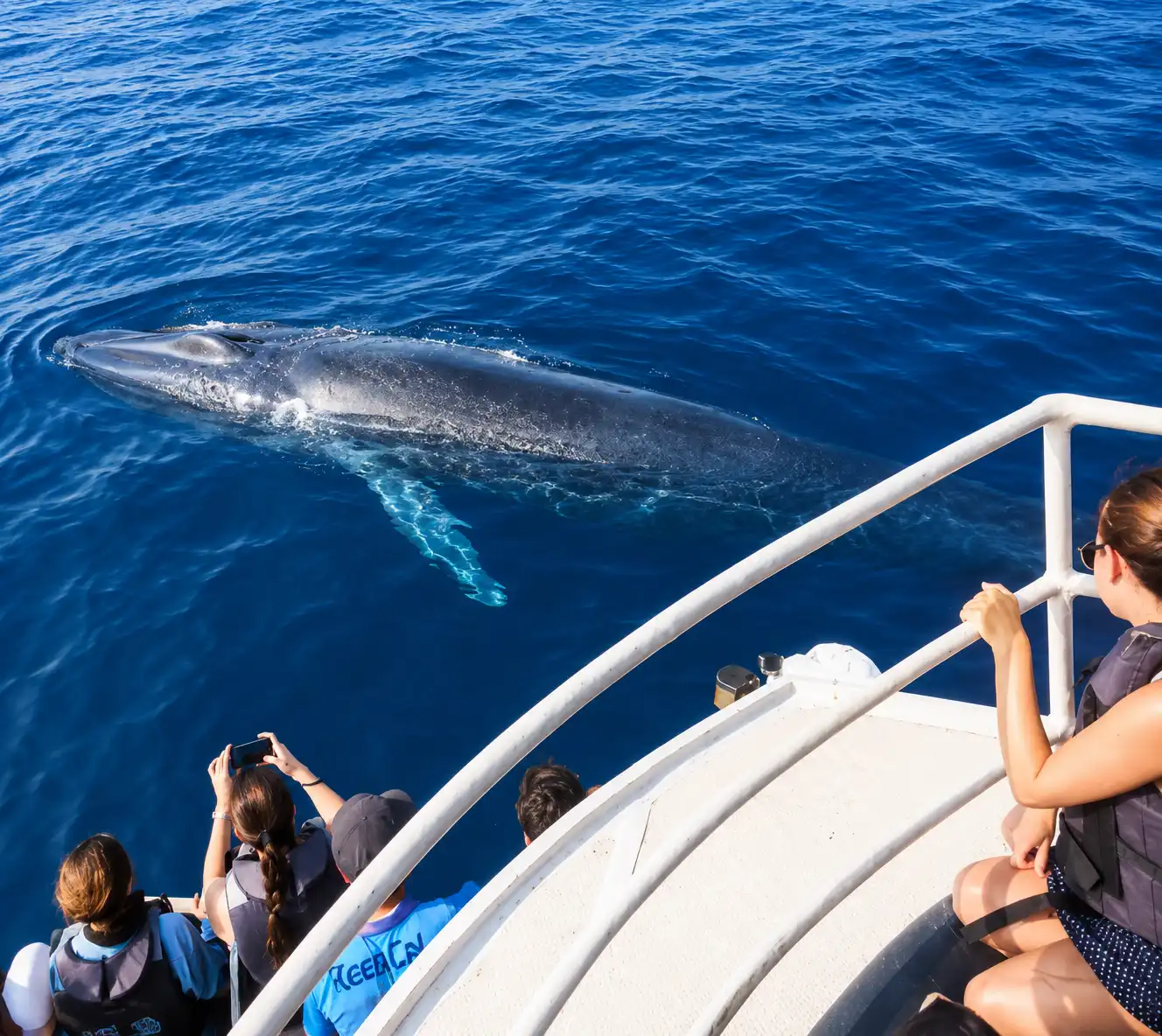 Mirissa Whale Watching Sri Lanka - Blue Whales - photo 3